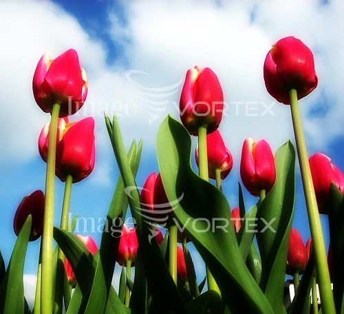 Flower royalty free stock image #750746117