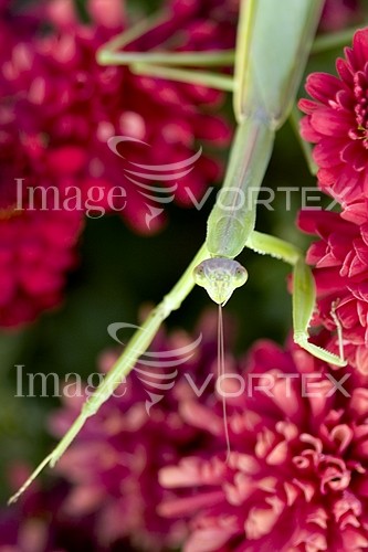 Insect / spider royalty free stock image #752108409