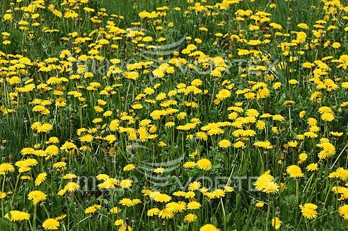 Background / texture royalty free stock image #752236147