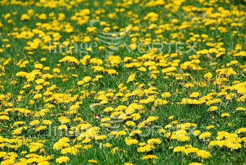 Flower royalty free stock image #753331268