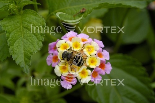 Insect / spider royalty free stock image #758918602