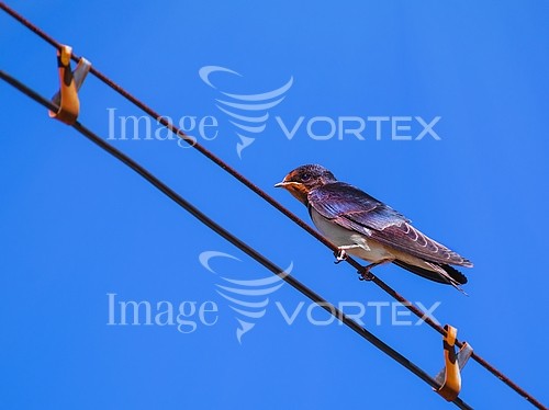 Bird royalty free stock image #760112280