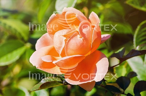 Flower royalty free stock image #760743226