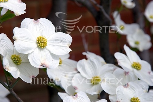 Flower royalty free stock image #762473712