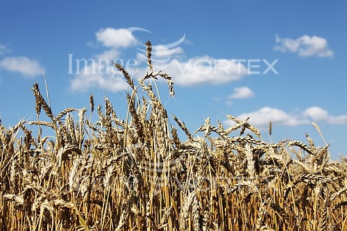 Industry / agriculture royalty free stock image #763458837