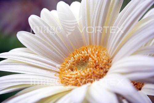 Flower royalty free stock image #765833906