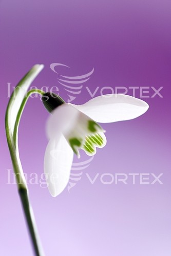 Flower royalty free stock image #765657067