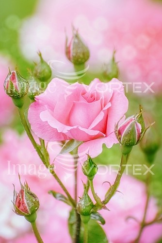 Flower royalty free stock image #765671249