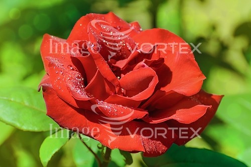 Flower royalty free stock image #767693656