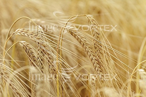 Industry / agriculture royalty free stock image #767585616