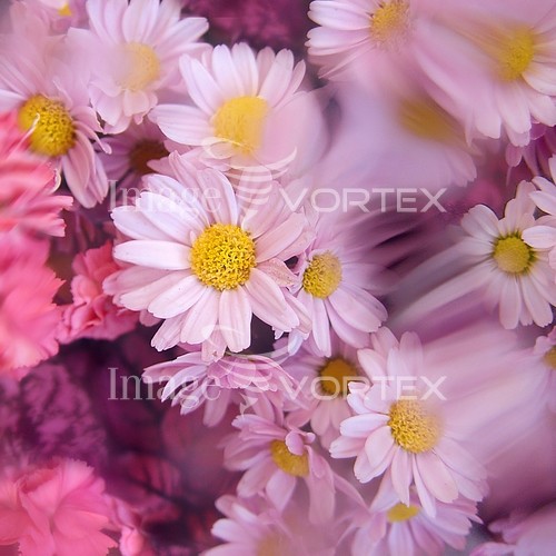 Flower royalty free stock image #769891730