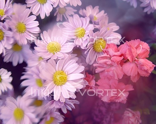 Flower royalty free stock image #770033885