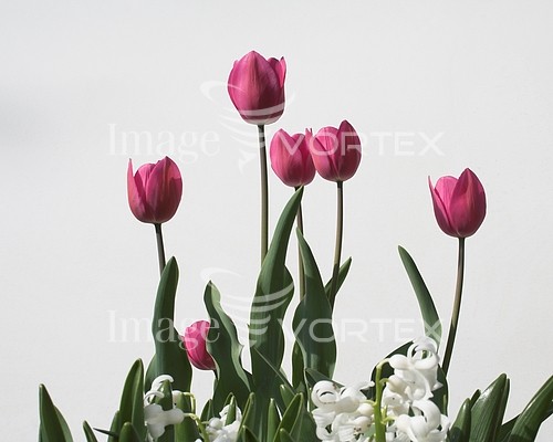 Flower royalty free stock image #776566001