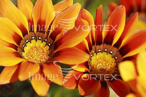 Flower royalty free stock image #777030552