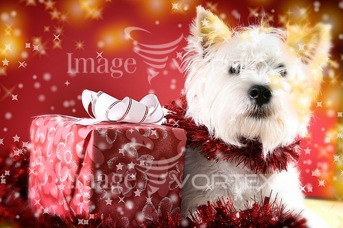 Christmas / new year royalty free stock image #778636043
