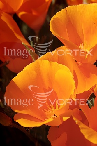Flower royalty free stock image #778098231