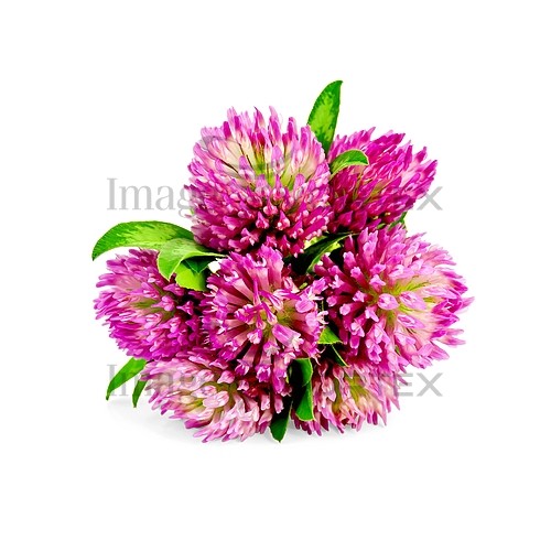 Flower royalty free stock image #781825900