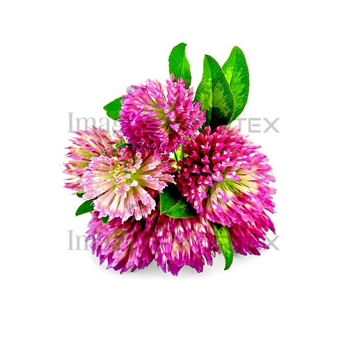 Flower royalty free stock image #781872073