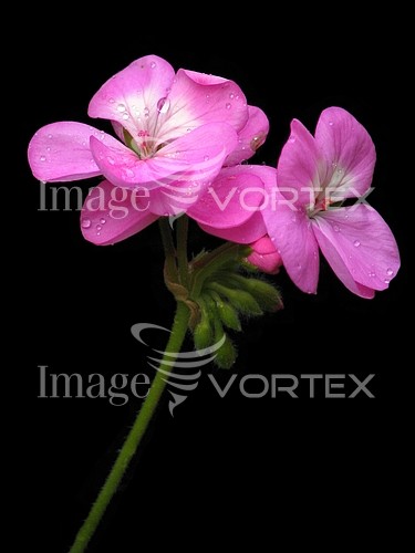 Flower royalty free stock image #781098283