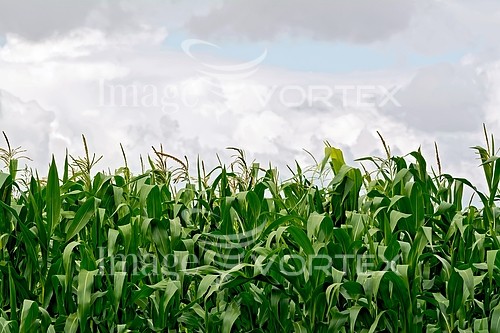 Industry / agriculture royalty free stock image #782374229