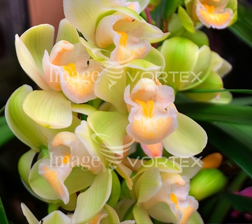 Flower royalty free stock image #782019299