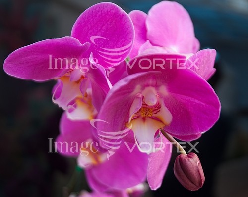 Flower royalty free stock image #782088429