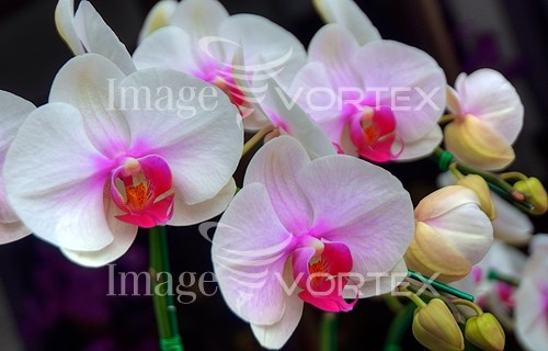 Flower royalty free stock image #782146106