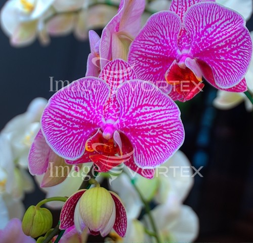 Flower royalty free stock image #782161092