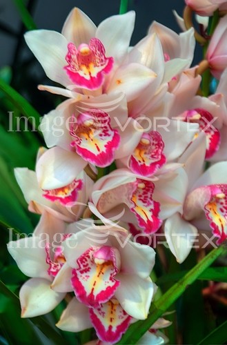 Flower royalty free stock image #782215143