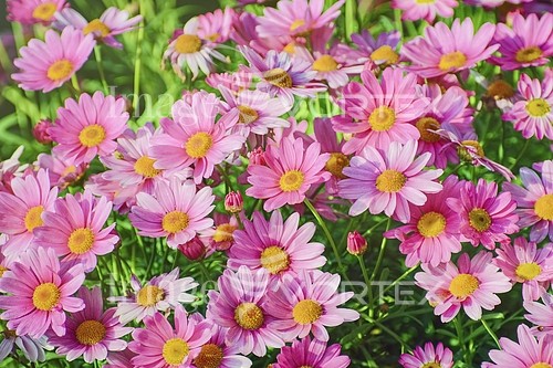 Flower royalty free stock image #784840623