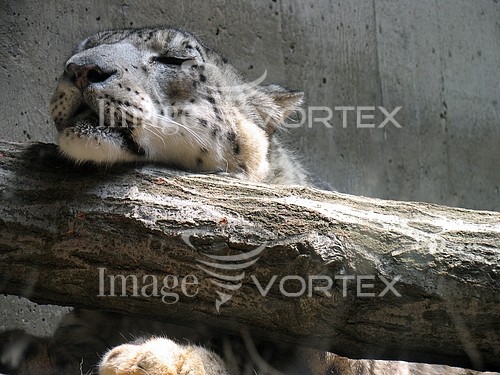 Animal / wildlife royalty free stock image #784620432