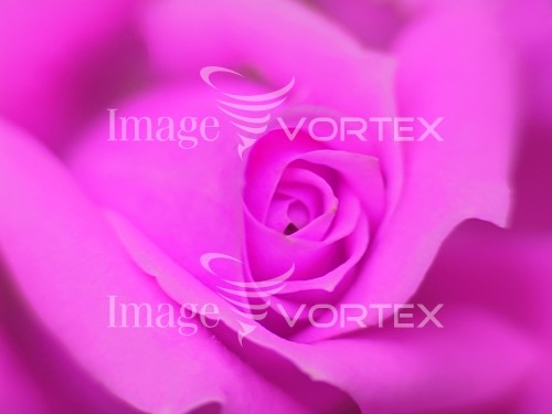 Flower royalty free stock image #785836585