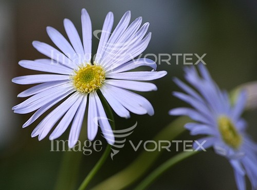 Flower royalty free stock image #786774836