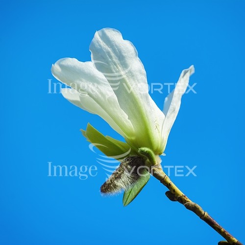 Flower royalty free stock image #786124077