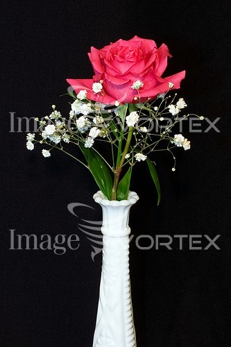 Flower royalty free stock image #788099123