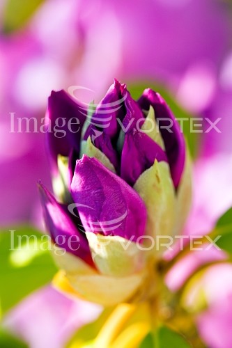 Flower royalty free stock image #789721549
