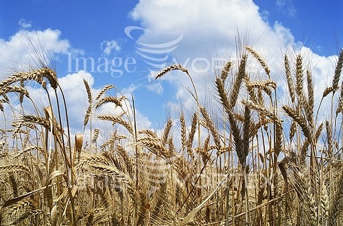 Industry / agriculture royalty free stock image #789148512