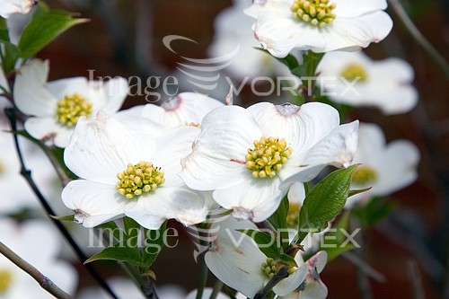 Flower royalty free stock image #790110739