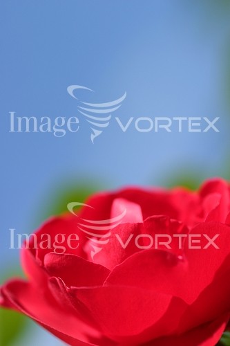 Flower royalty free stock image #792525815