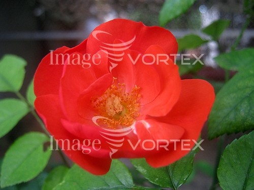 Flower royalty free stock image #793450542