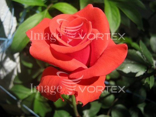 Flower royalty free stock image #793598402