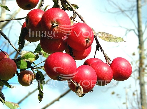 Food / drink royalty free stock image #794444085