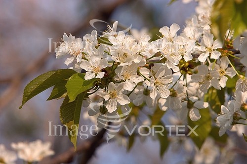 Flower royalty free stock image #796955698