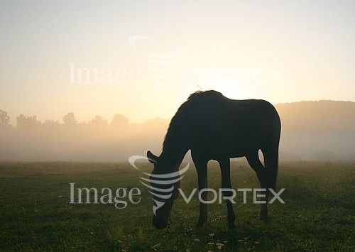 Animal / wildlife royalty free stock image #801066873