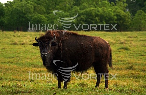 Animal / wildlife royalty free stock image #803343793