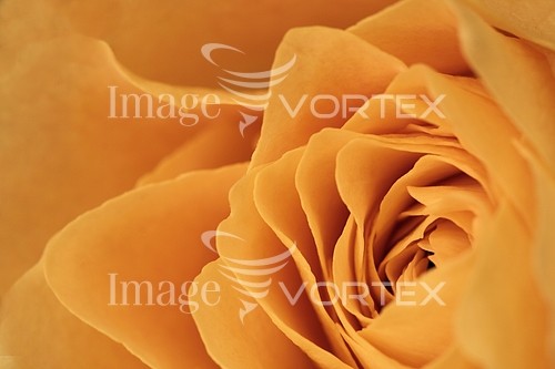 Flower royalty free stock image #805269239