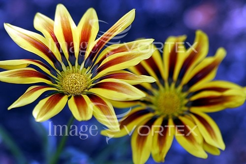 Flower royalty free stock image #807059571