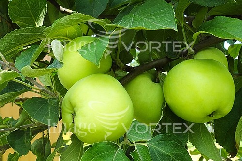 Industry / agriculture royalty free stock image #808898646