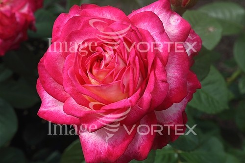 Flower royalty free stock image #808661041