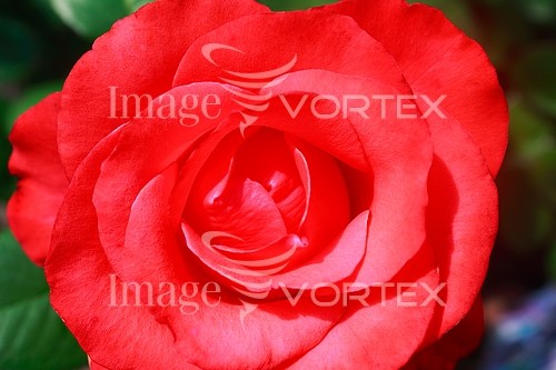 Flower royalty free stock image #808671907